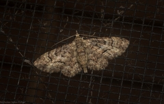 Gymnoscelis lophopus