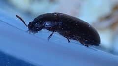 Ulomoides dermestoides