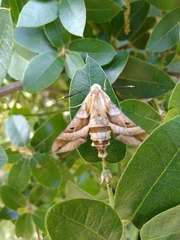 Proserpinus clarkiae