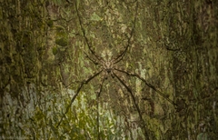 Tamopsis brisbanensis