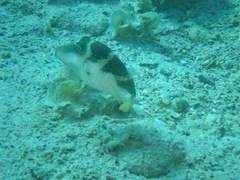 Canthigaster cyanospilota