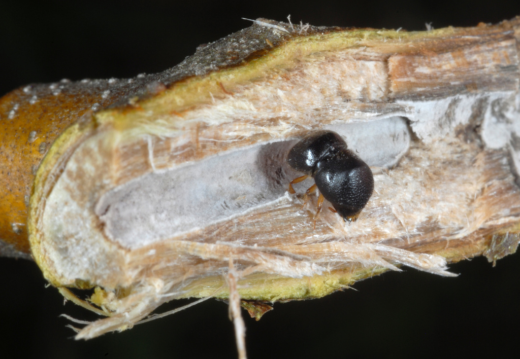 Camphor Shot Borer