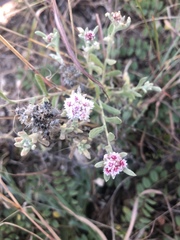 Helichrysum candolleanum