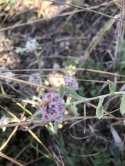 Helichrysum candolleanum