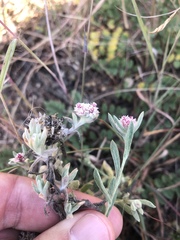 Helichrysum candolleanum