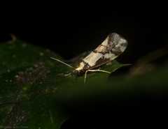 Philenora chionastis