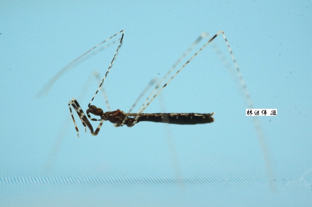 Empicoris brachystigma