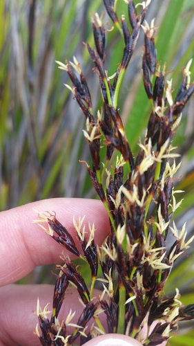Machaerina angustifolia