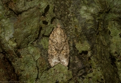 Polylopha epidesma