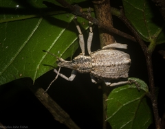 Leptopius orthodoxus