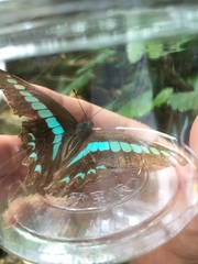 Graphium sarpedon connectens