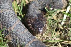 Nerodia sipedon williamengelsi