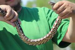 Nerodia sipedon williamengelsi