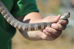 Nerodia sipedon williamengelsi