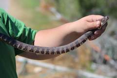 Nerodia sipedon williamengelsi