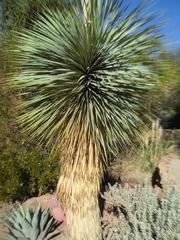Yucca elata