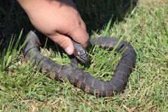 Nerodia sipedon williamengelsi