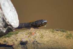 Nerodia sipedon williamengelsi