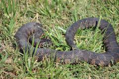 Nerodia sipedon williamengelsi