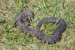 Nerodia sipedon williamengelsi