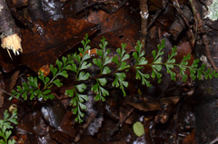 Lindsaea trichomanoides