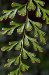 Lindsaea trichomanoides