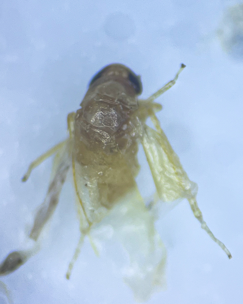 Edwardsiana ulmiphagus