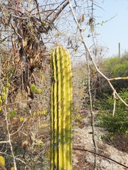 Cephalocereus nudus