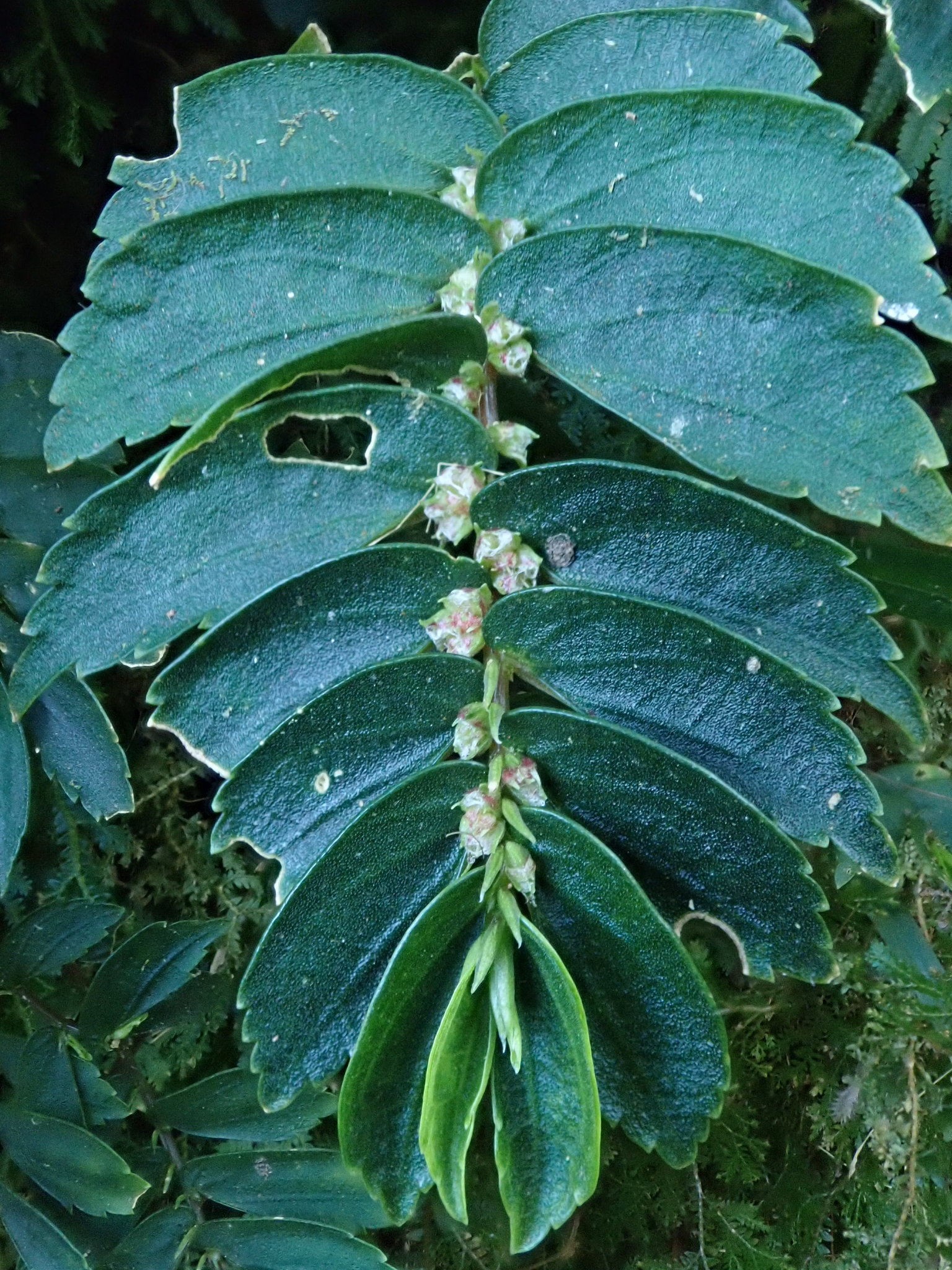 Elatostema hookerianum (Elatostema hookerianum)