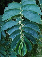 Elatostema hookerianum