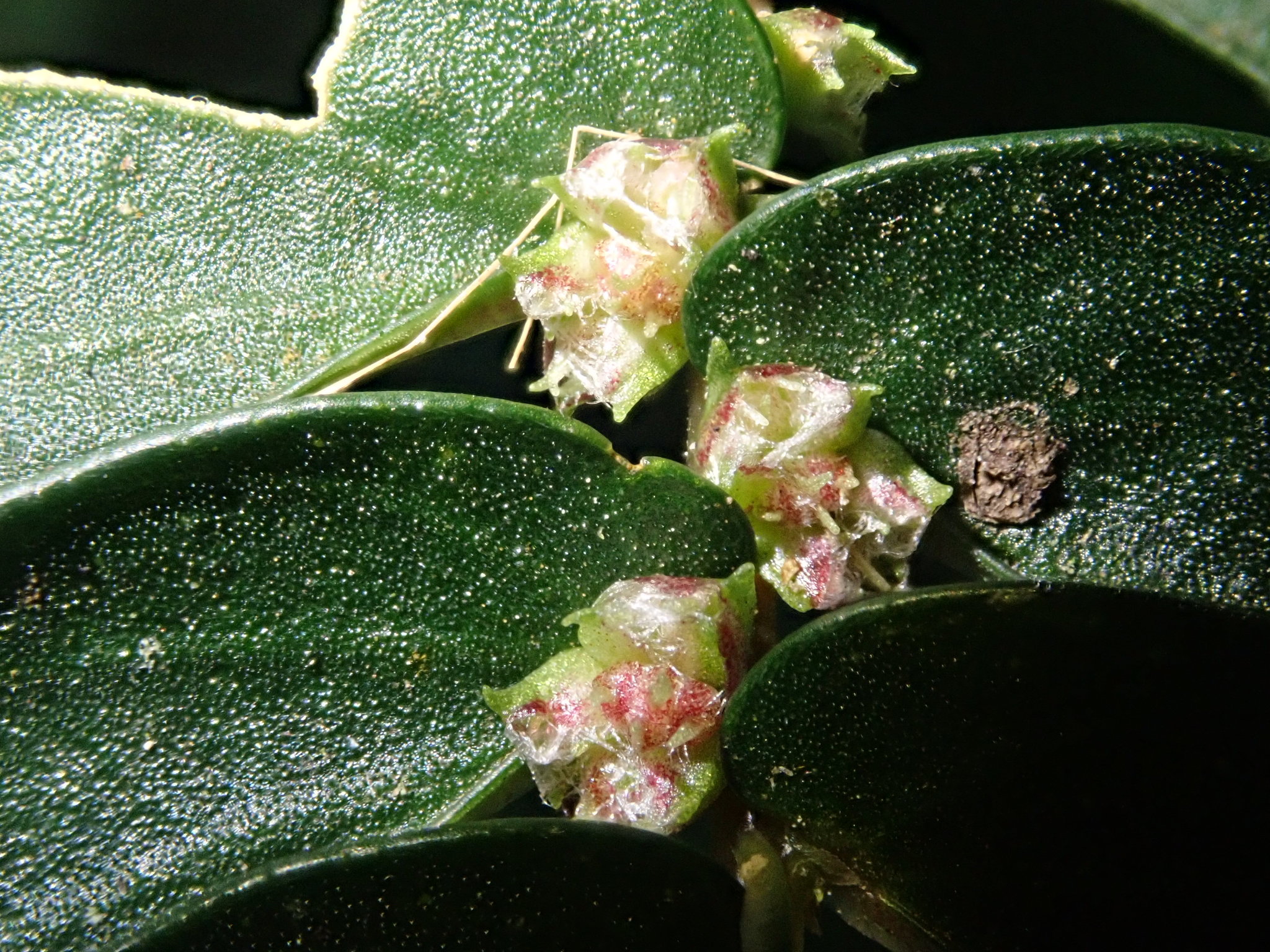Elatostema hookerianum — ảnh 2