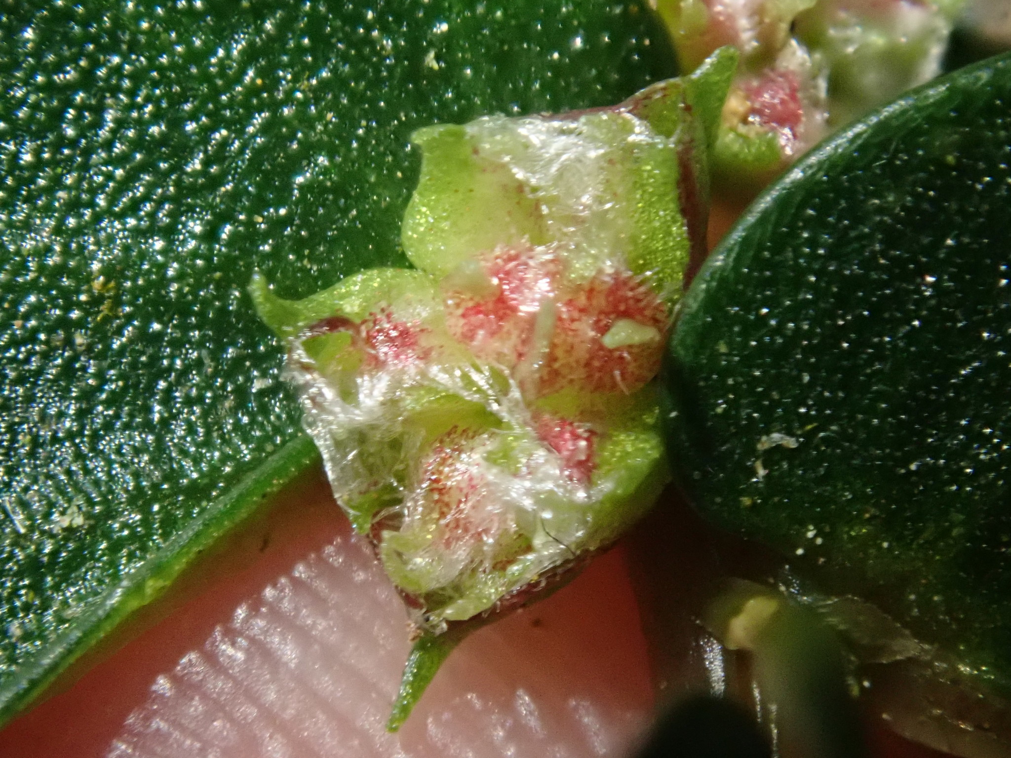 Elatostema hookerianum — ảnh 3