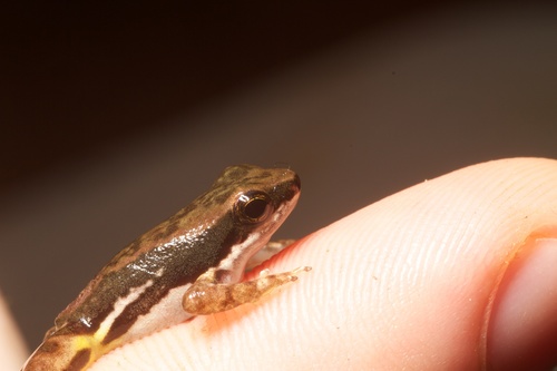 Panama Poison Frog, Colostethus panamansis