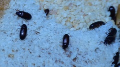 Ulomoides dermestoides