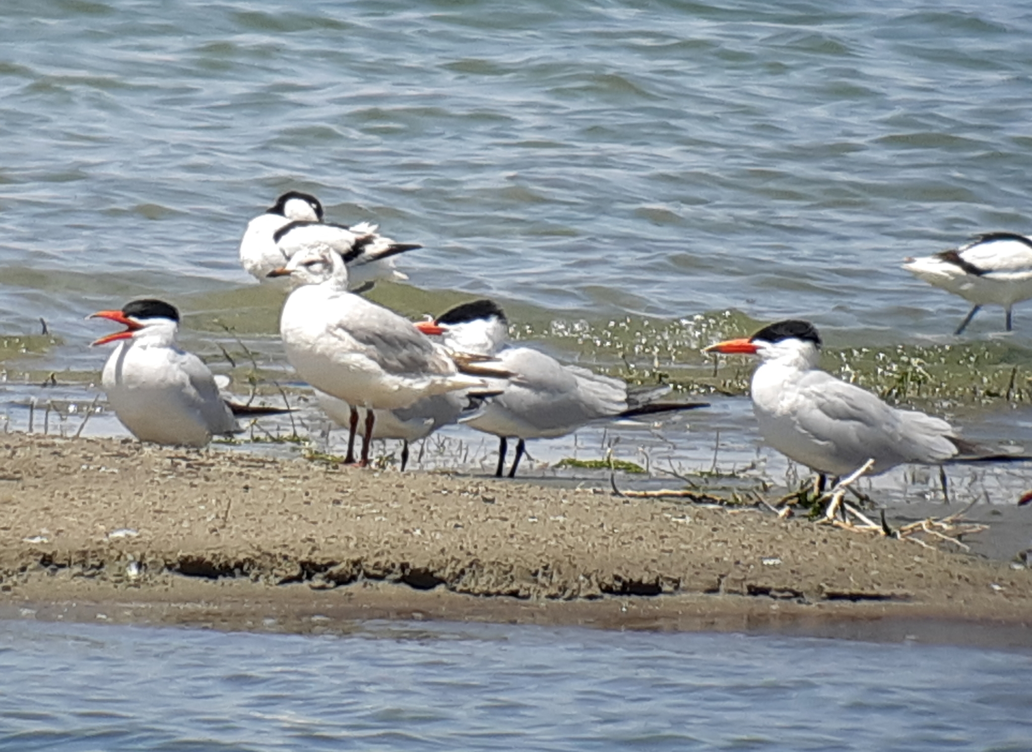 Caspian Tern