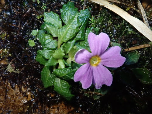 Primula petelotii, photograph 2
