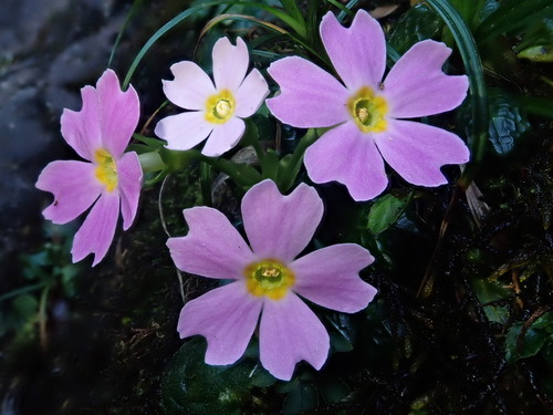 Primula petelotii, photograph 1