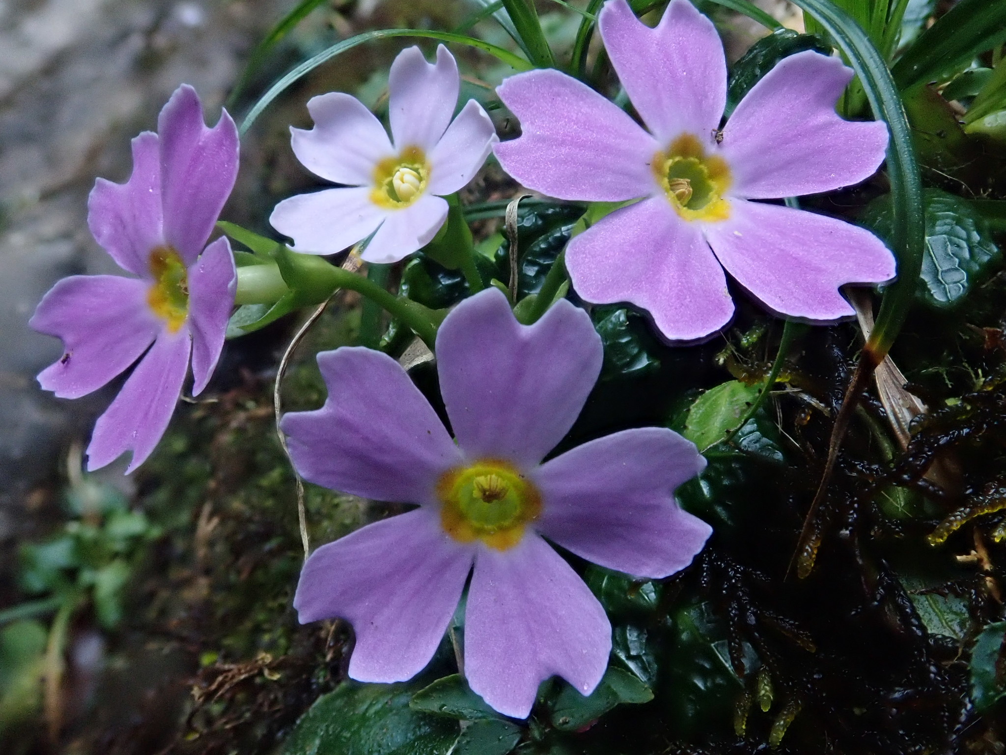 Primula petelotii — ảnh 3
