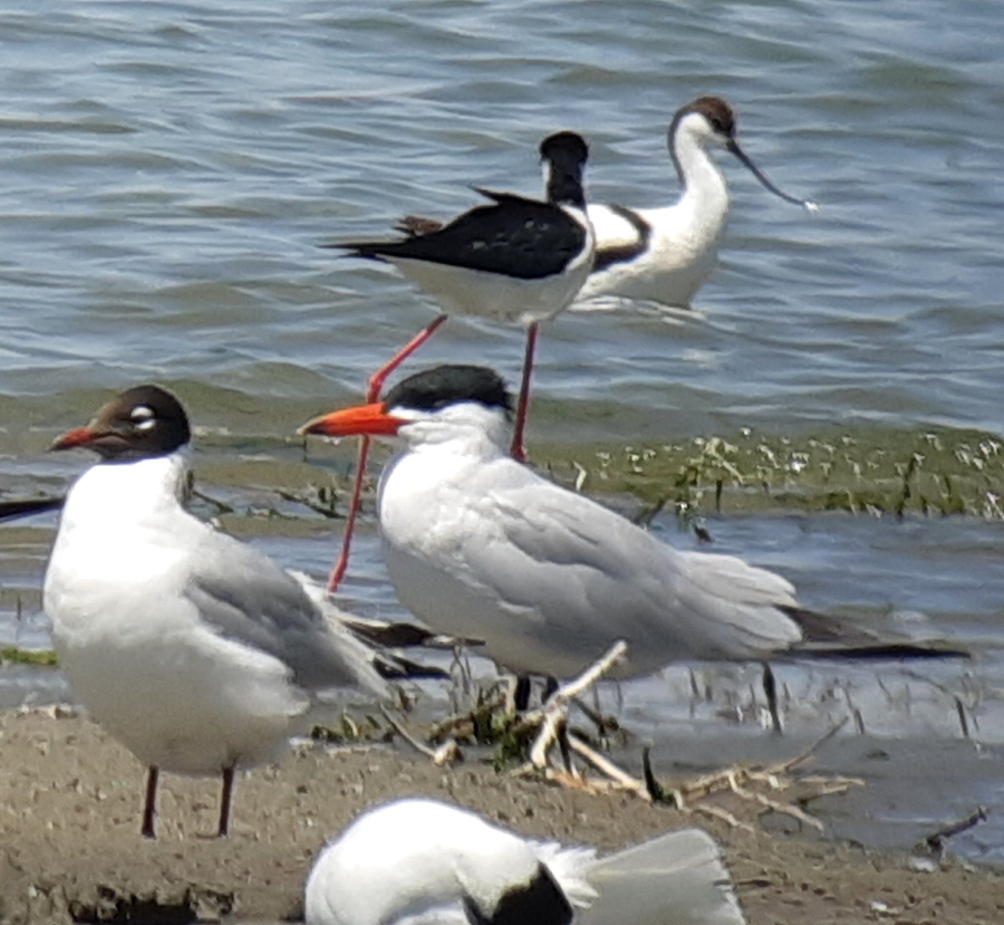 Caspian Tern