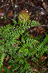 Lindsaea trichomanoides
