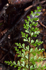 Lindsaea trichomanoides