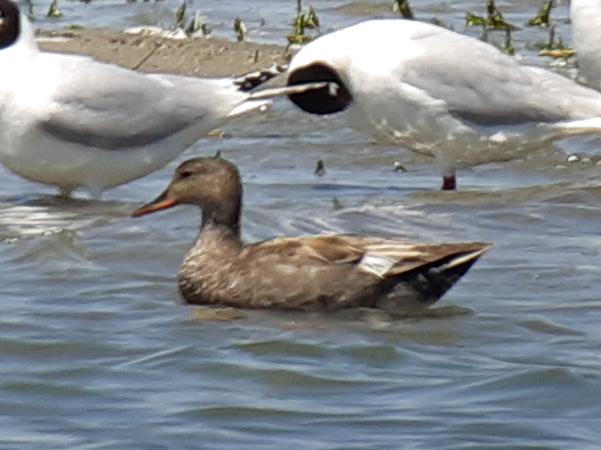 Gadwall
