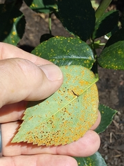 Phragmidium mucronatum