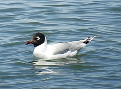 Ichthyaetus relictus