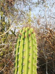Cephalocereus nudus