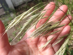 Bromus riparius