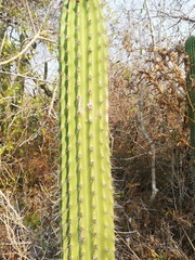 Cephalocereus nudus