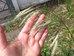 Bromus riparius