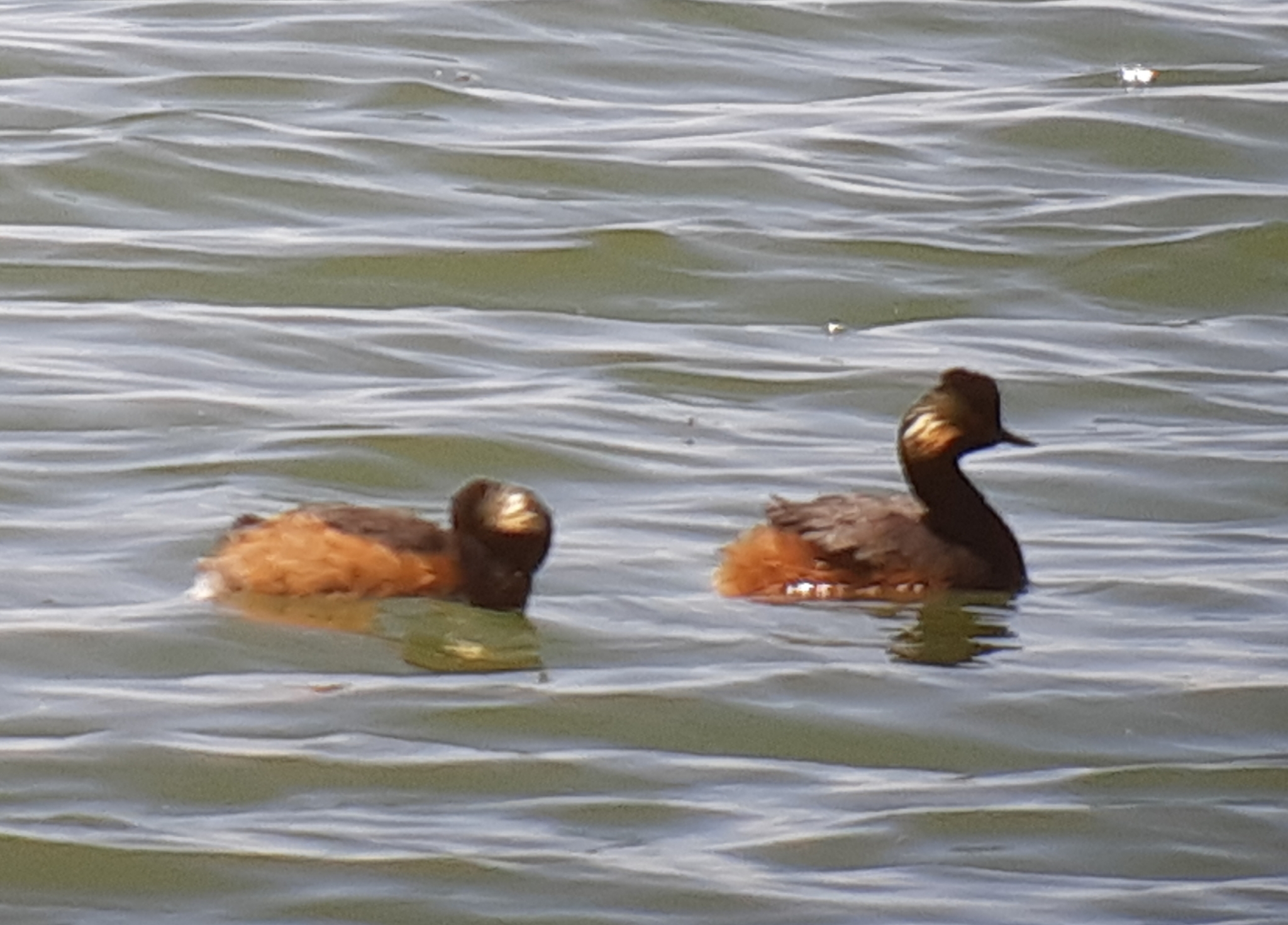 Black-necked Grebe