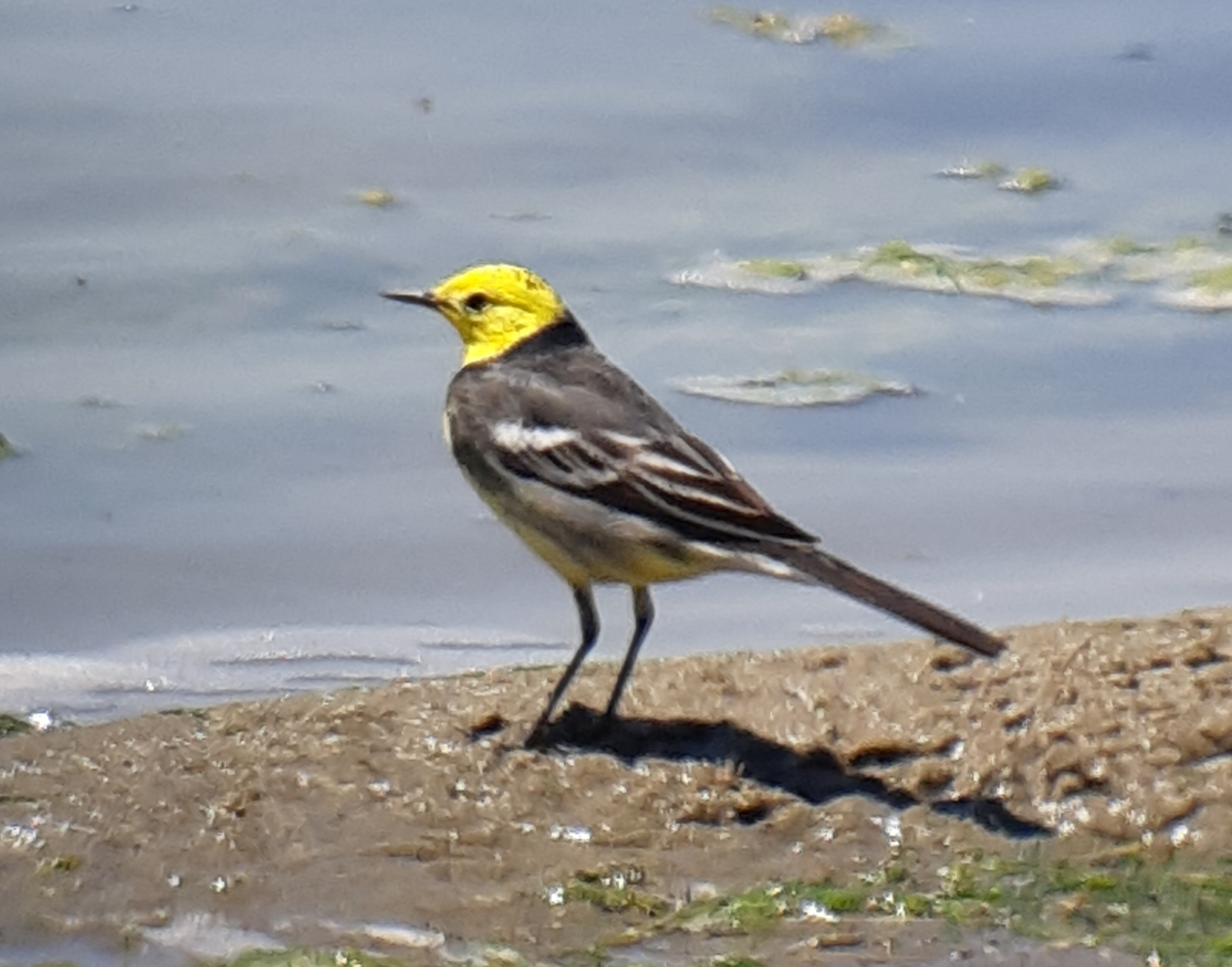 Citrine Wagtail